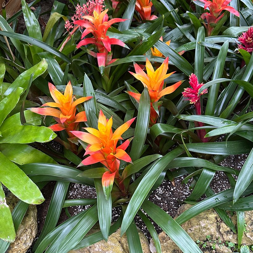 Guzmania Flava (Wuchs)