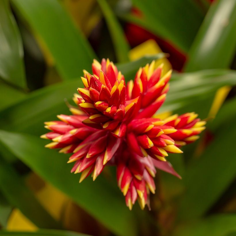 Guzmania Loja (Flowering)