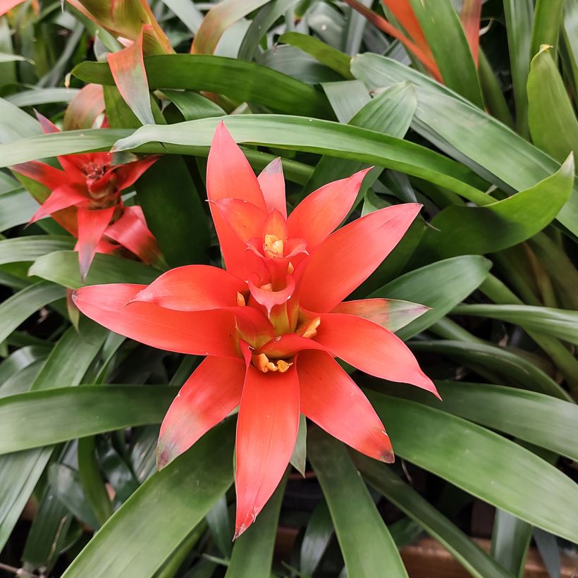 Guzmania Melissa (Blüte)