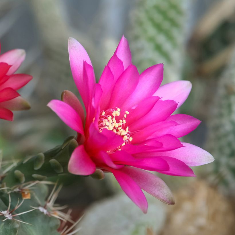 Kaktus - Gymnocalycium baldianum (Blüte)