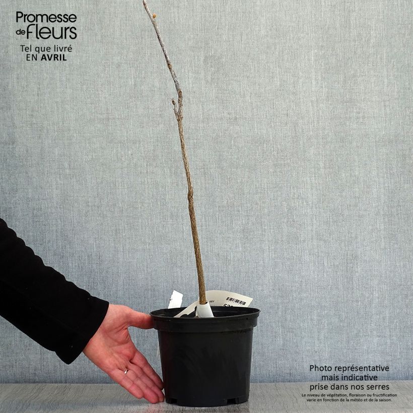 Exemplar von Gymnocladus dioica - Geweihbaum Topf mit 3L/4L wie im Frühjahr geliefert