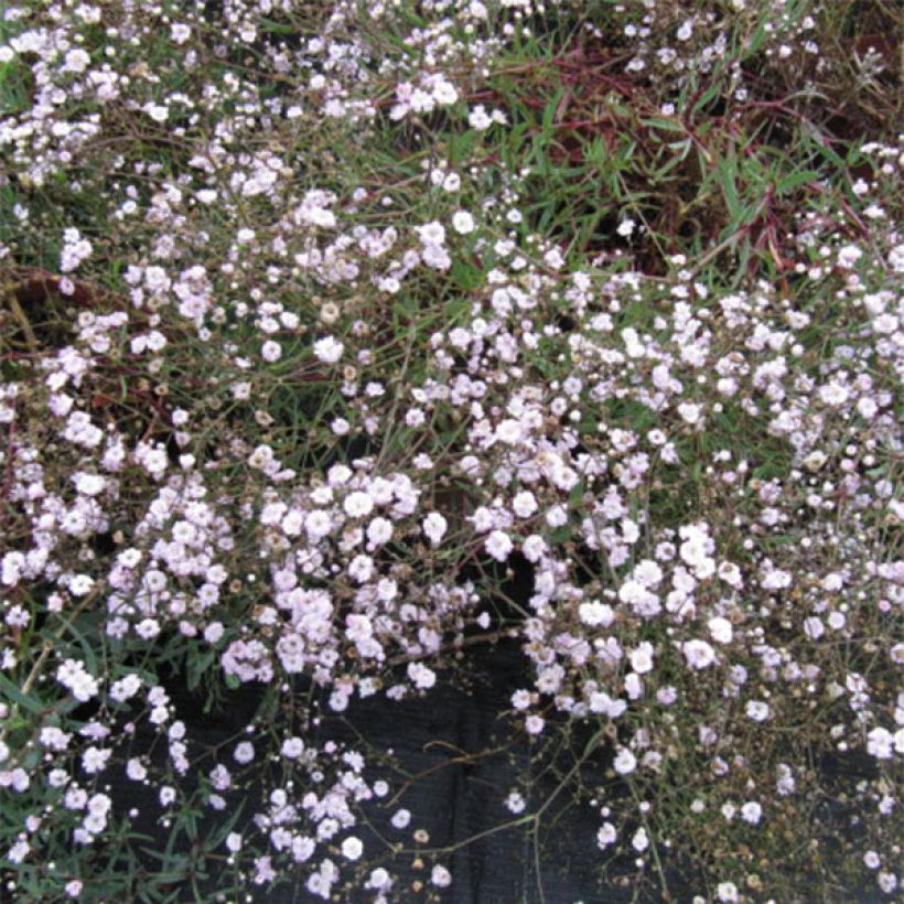 Rispiges Gipskraut Rosenschleier - Gypsophila paniculata (Blüte)
