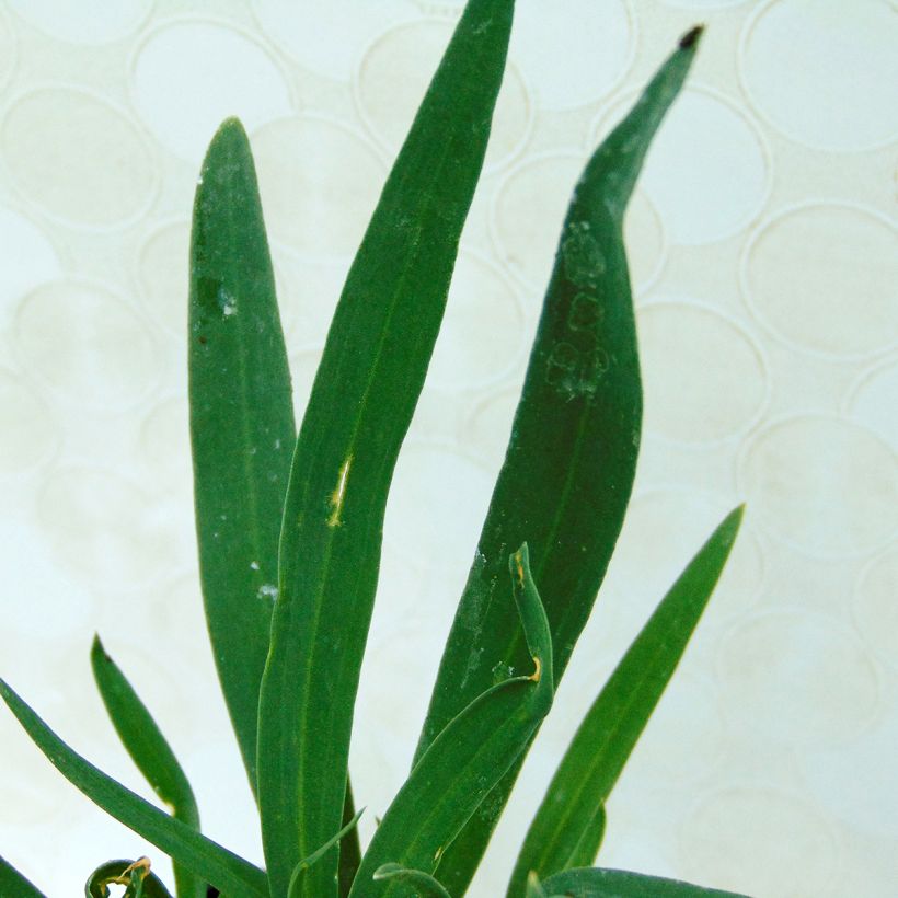 Rispiges Gipskraut Bristol Fairy - Gypsophila paniculata (Laub)