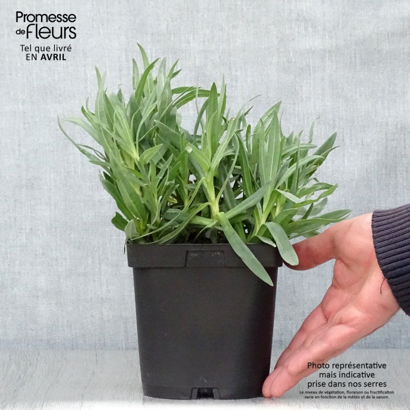 Exemplar von Rispiges Gipskraut Bristol Fairy - Gypsophila paniculata Topf mit 2L/3L wie im Frühjahr geliefert