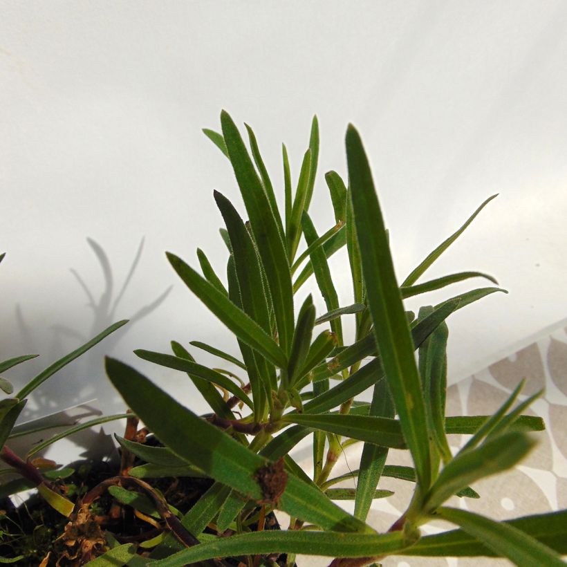 Rispiges Gipskraut Flamingo - Gypsophila paniculata (Foliage)