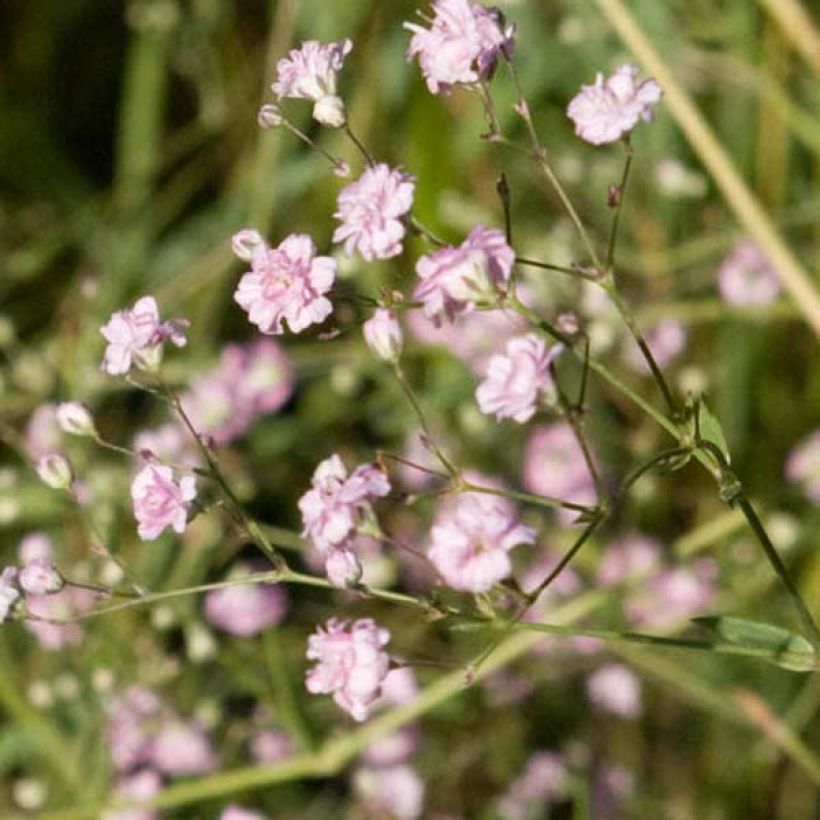 Rispiges Gipskraut Flamingo - Gypsophila paniculata (Flowering)