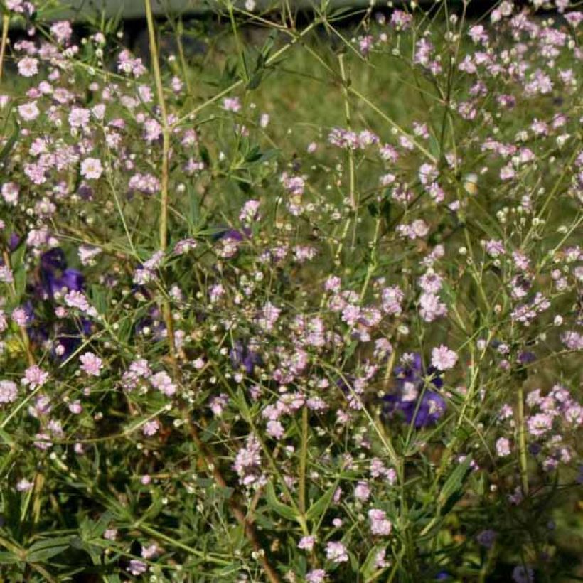 Rispiges Gipskraut Flamingo - Gypsophila paniculata (Plant habit)