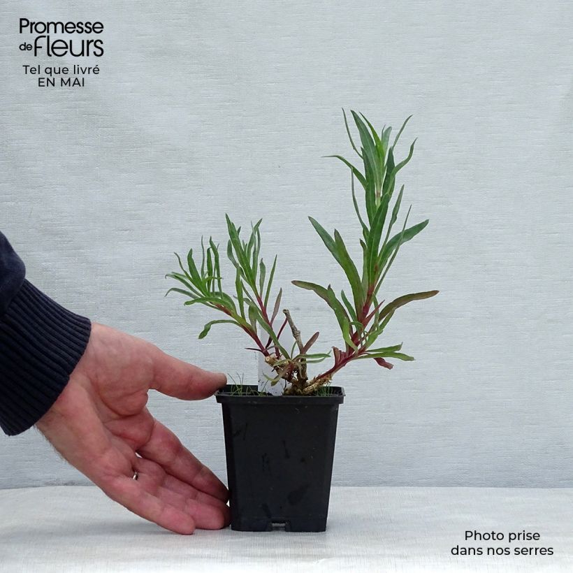 Example of Rispiges Gipskraut Flamingo - Gypsophila paniculata Kleine Töpfe von 8/9 cm as you get in printemps