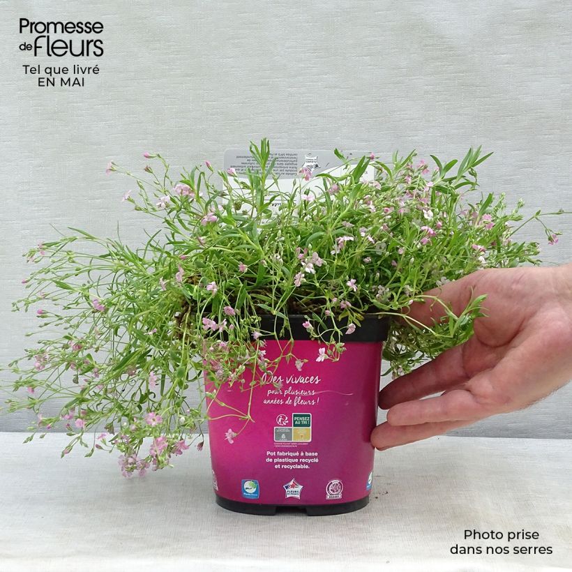 Example of Kriechendes Gipskraut Rosa Schönheit - Gypsophila repens Kleine Töpfe von 8/9 cm as you get in printemps