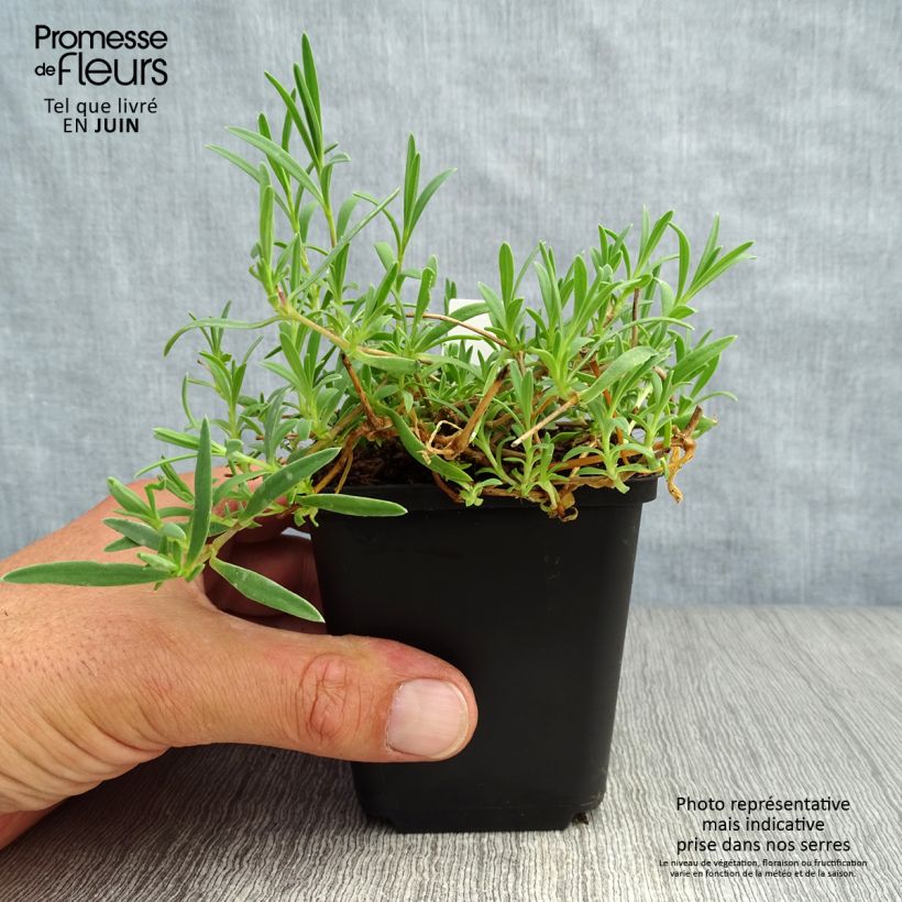 Exemplar von Kriechendes Gipskraut Rosa Schönheit - Gypsophila repens Kleine Töpfe von 8/9 cm wie im Sommer geliefert