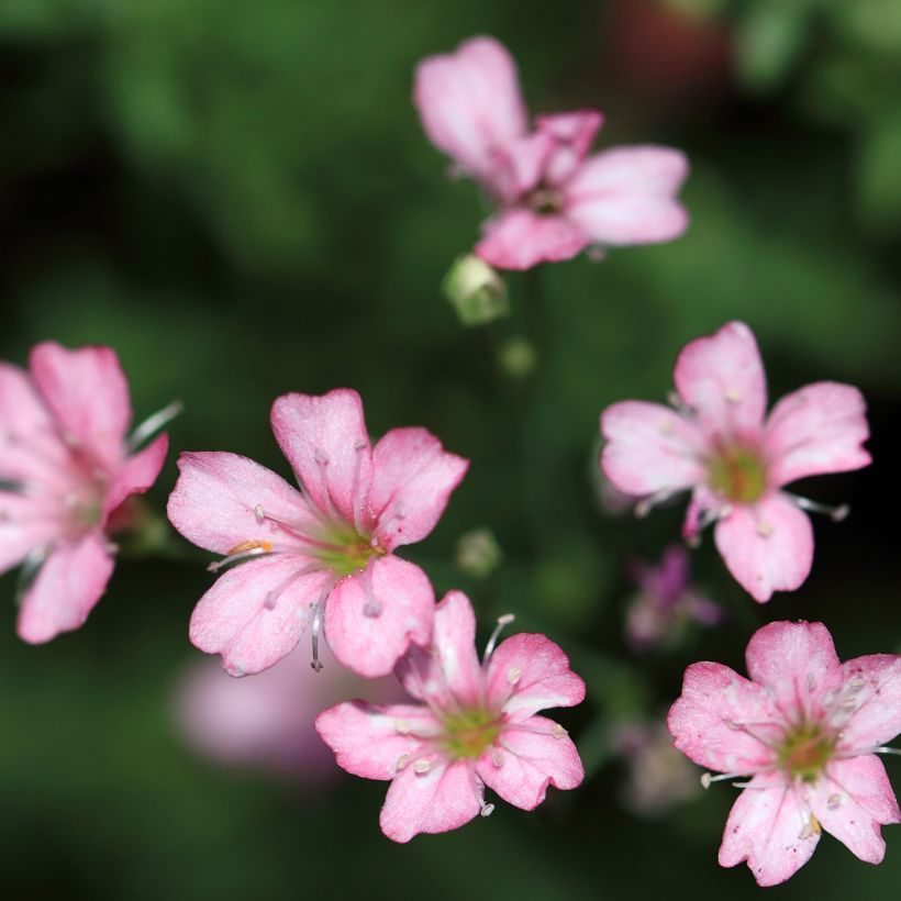 Kriechendes Gipskraut Rosa Schönheit - Gypsophila repens (Flowering)