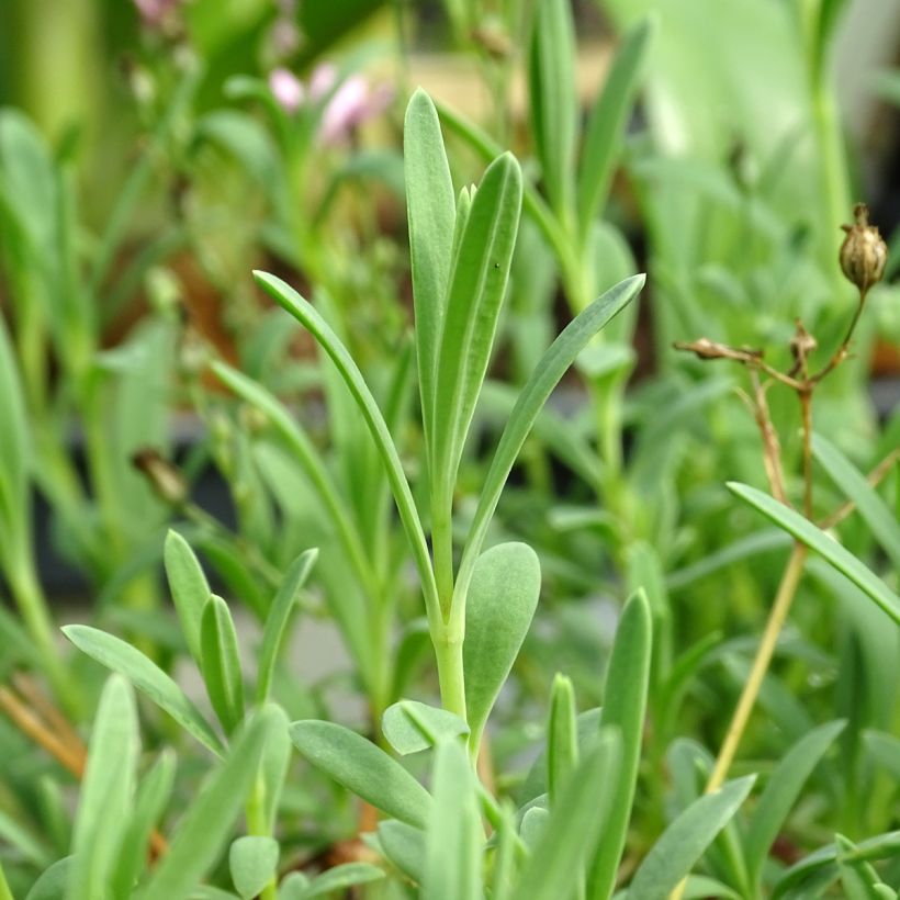 Kriechendes Gipskraut Rosa Schönheit - Gypsophila repens (Foliage)