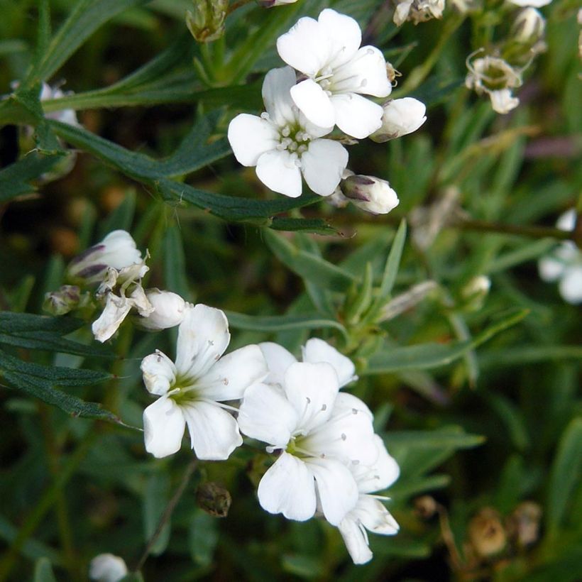 Kriechendes Gipskraut White Angel - Gypsophila repens (Foliage)