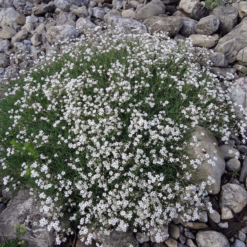 Kriechendes Gipskraut White Angel - Gypsophila repens (Plant habit)