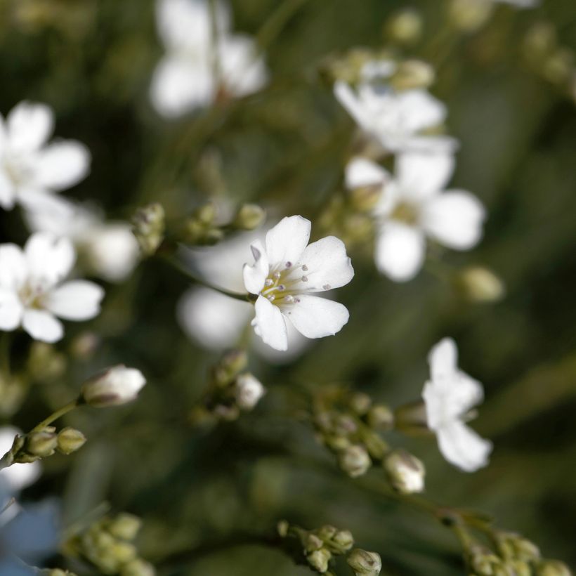 Kriechendes Gipskraut Alba - Gypsophila repens (Flowering)