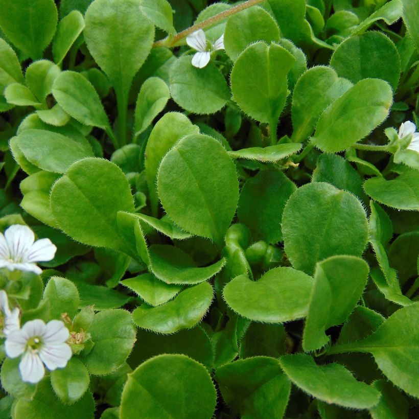 Himalaya-Schleierkraut - Gypsophila cerastioides (Foliage)