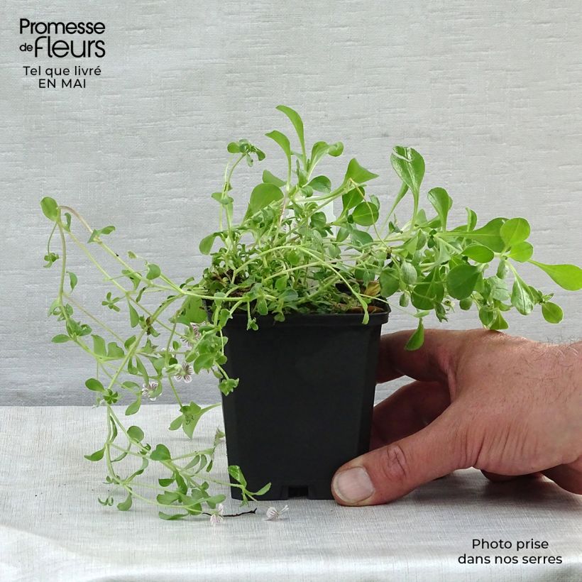 Example of Himalaya-Schleierkraut - Gypsophila cerastioides Kleine Töpfe von 8/9 cm as you get in printemps