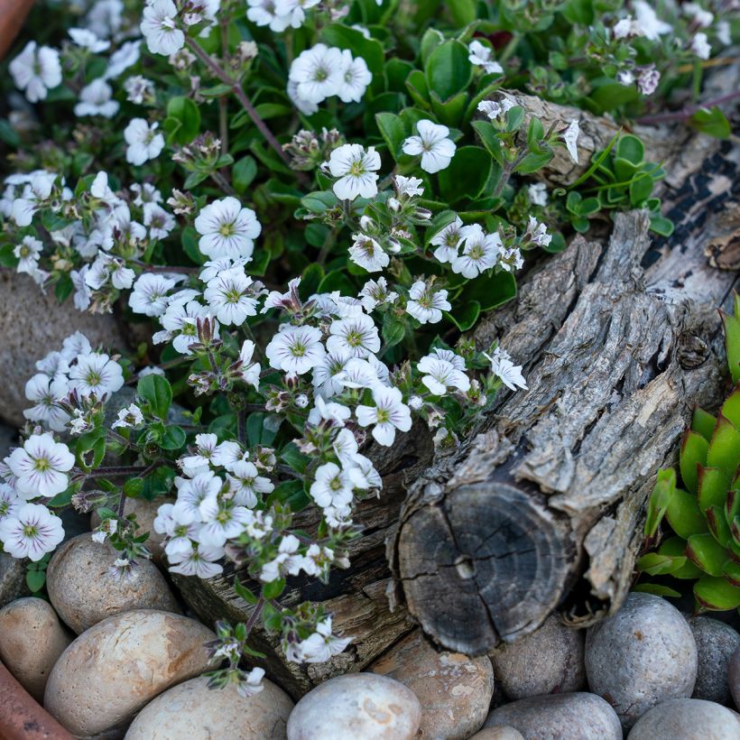 Himalaya-Schleierkraut - Gypsophila cerastioides (Plant habit)