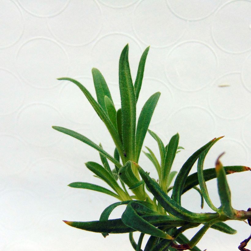 Rispiges Gipskraut White Festival - Gypsophila paniculata (Foliage)