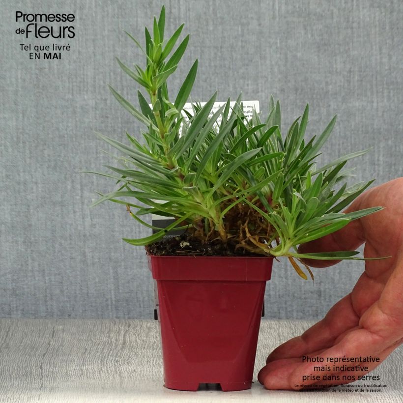 Example of Rispiges Gipskraut White Festival - Gypsophila paniculata Kleine Töpfe von 8/9 cm as you get in printemps