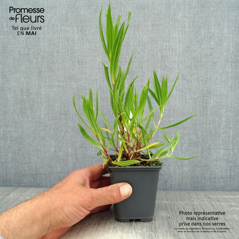 Exemplar von Großblütiges Schleierkraut - Gypsophila pacifica Kleine Töpfe von 8/9 cm wie im Frühjahr geliefert