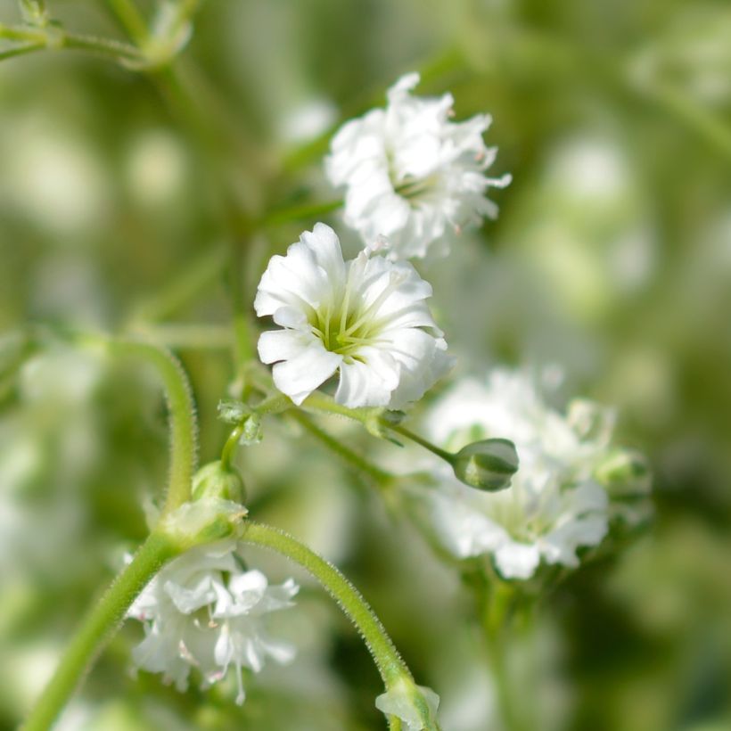 Rispiges Gipskraut Snow Flake - Gypsophila paniculata (Flowering)