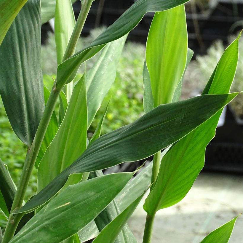 Hedychium coccineum Tara - Schmetterlingsingwer (Laub)