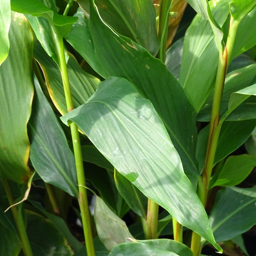 Hedychium densiflorum Assam Orange - Schmetterlingsingwer (Laub)
