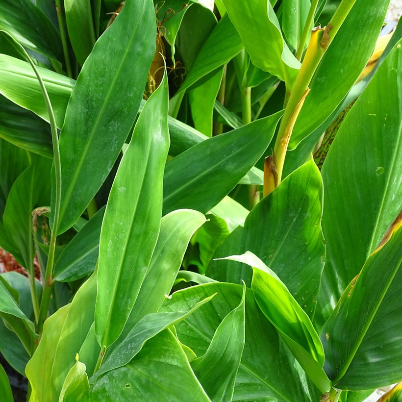 Hedychium Dixter - Schmetterlingsingwer (Foliage)