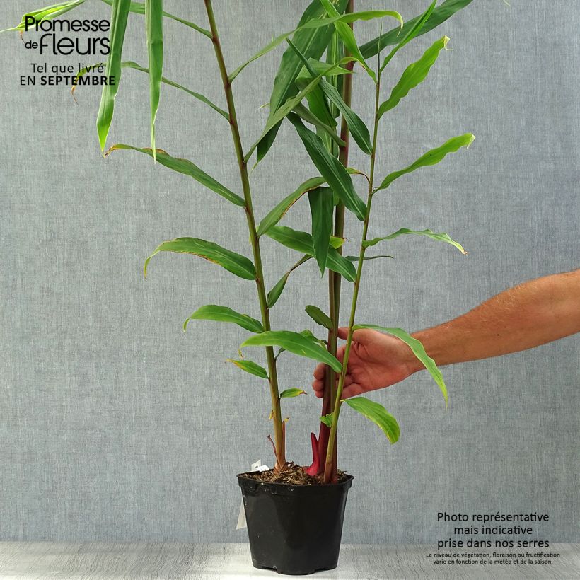Exemplar von Hedychium coronarium Elizabeth - Schmetterlingsingwer Topf mit 3L/4L wie im Herbst geliefert
