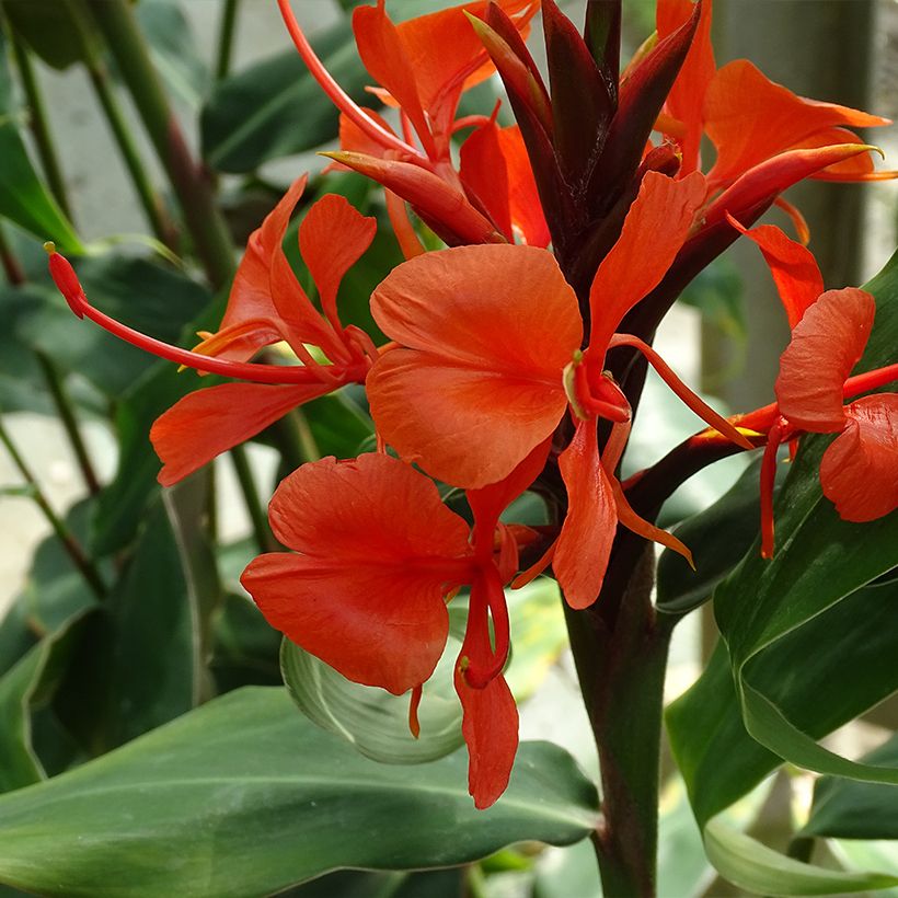 Hedychium deceptum - Schmetterlingsingwer (Blüte)