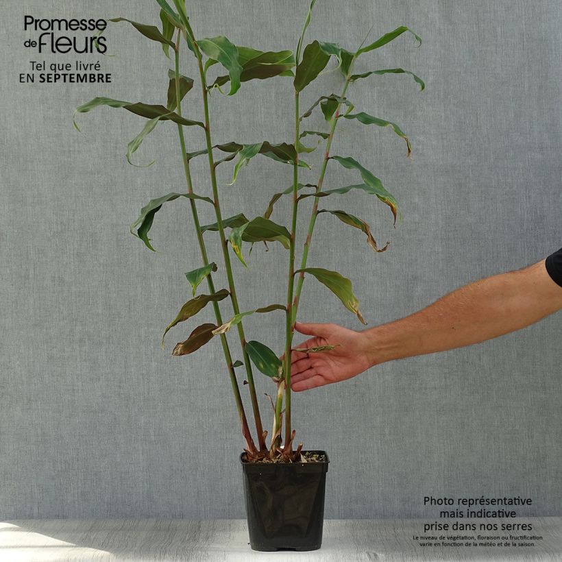 Exemplar von Hedychium deceptum - Schmetterlingsingwer Topf mit 3L/4L wie im Herbst geliefert