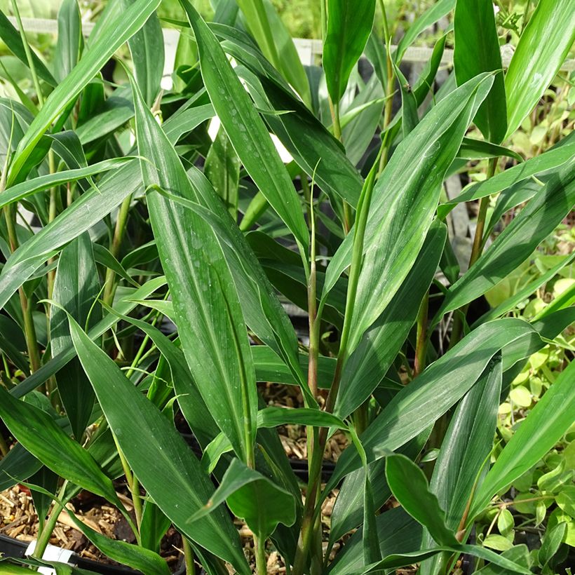 Hedychium villosum var. tenuiflorum - Schmetterlingsingwer (Laub)