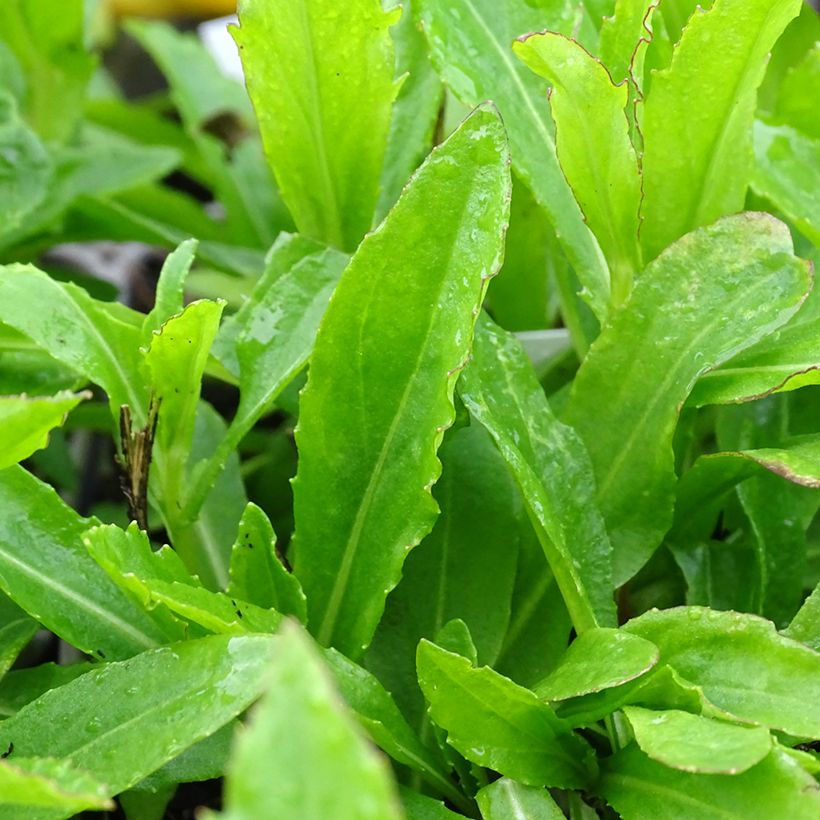 Sonnenbraut Okra Sundae - Helenium (Laub)