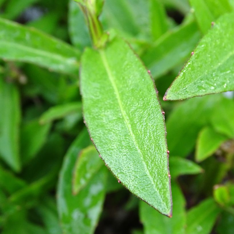 Sonnenbraut Strawberry Sundae - Helenium (Laub)