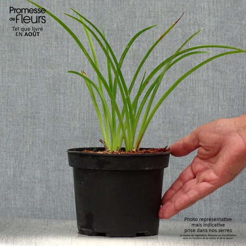 Exemplar von Hemerocallis Mildred Mitchell - Taglilie Topf mit 2L/3L wie im Sommer geliefert