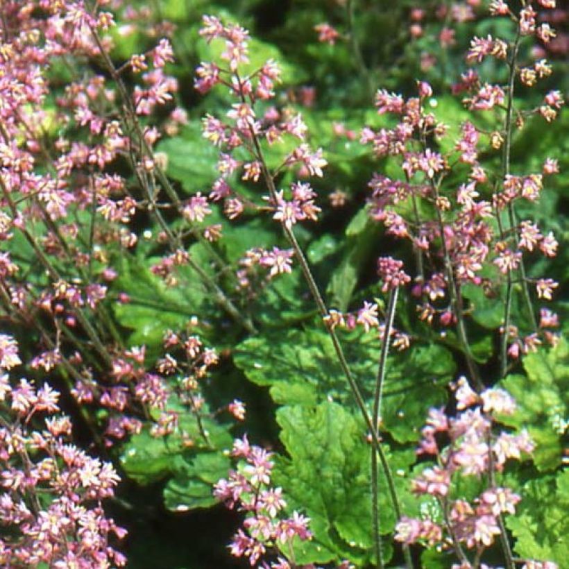 Heucherella alba Bridget Bloom - Schaumglöckchen (Flowering)