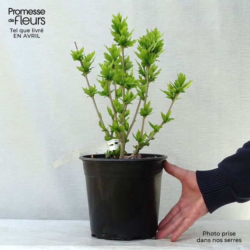 Example of Garten-Hibiscus Russian Violet (II) - Hibiscus syriacus Topf mit 3L/4L as you get in printemps