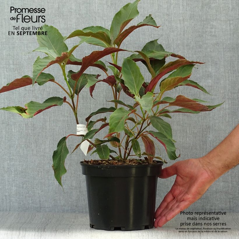 Exemplar von Hydrangea aspera Rosemary Foster - Samthortensie Topf mit 4L/5L wie im Sommer geliefert