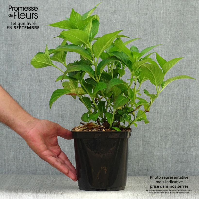 Exemplar von Hydrangea serrata Impératrice Eugénie - Tellerhortensie Topf mit 2L/3L wie im Herbst geliefert