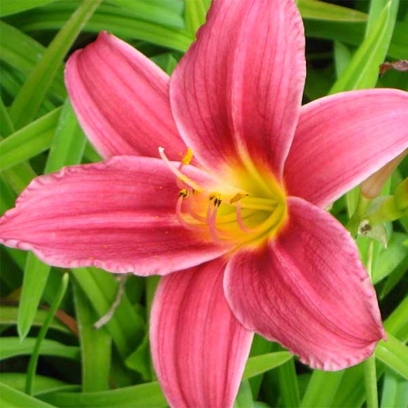 Hemerocallis Baby Betsy - Taglilie (Blüte)