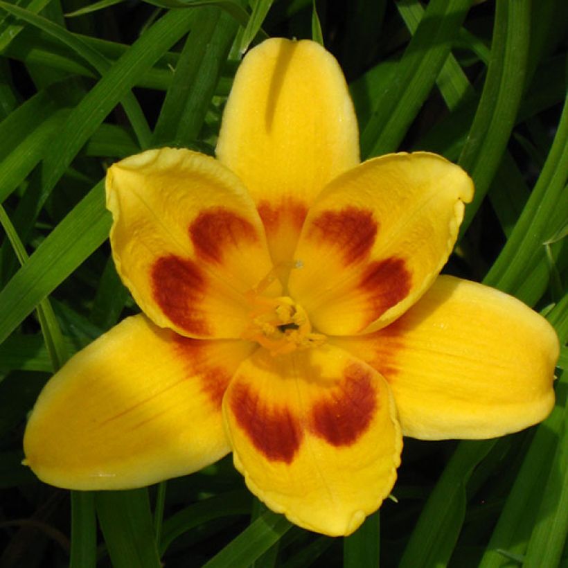 Hemerocallis Black Eyed Susan - Taglilie (Flowering)