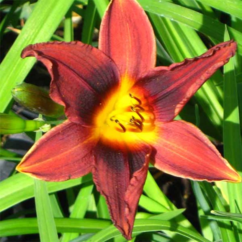 Hemerocallis Black Prince - Taglilie (Flowering)