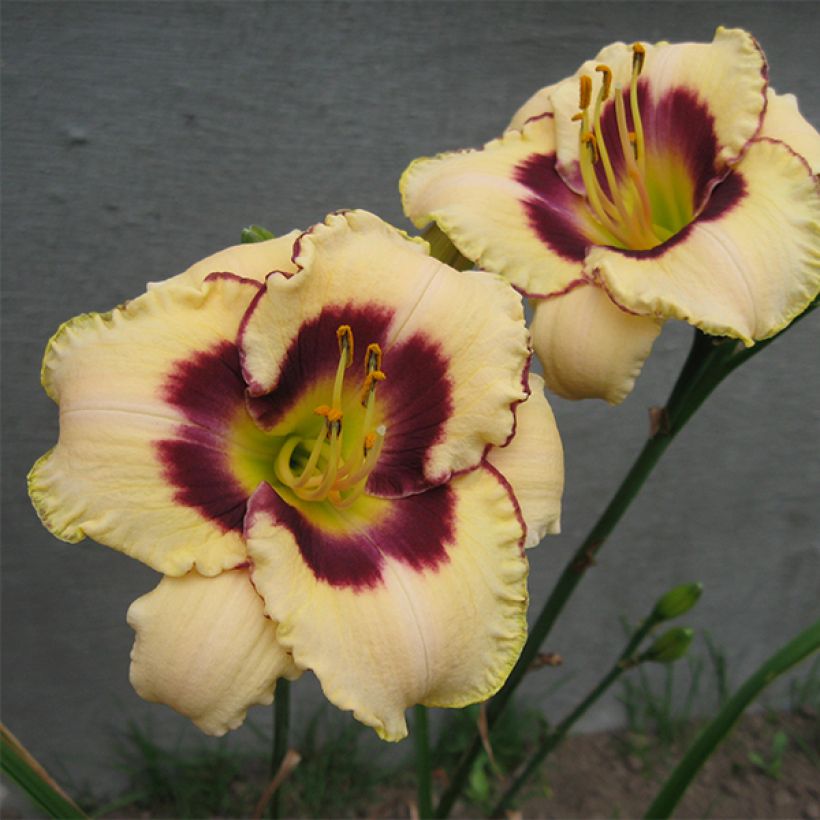 Hemerocallis Canadian Border Patrol - Taglilie (Blüte)