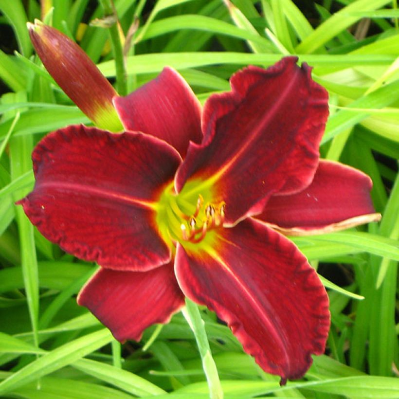 Hemerocallis Gipsy Turtle - Taglilie (Blüte)