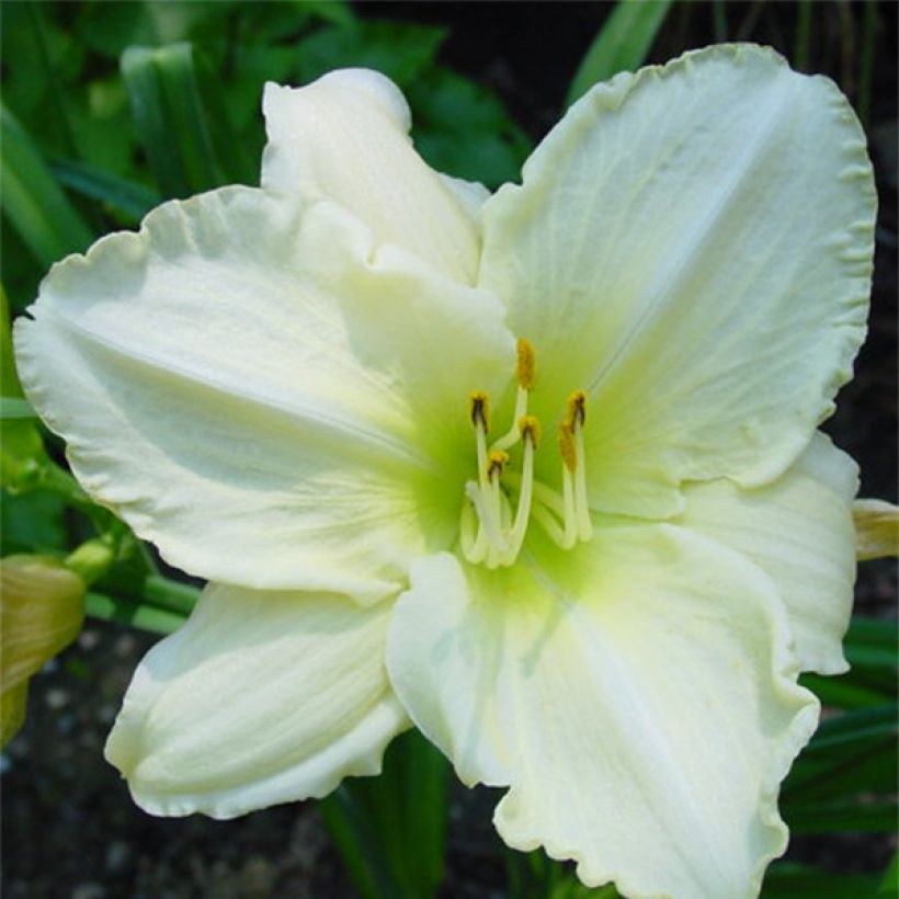 Hemerocallis Lime Frost - Taglilie (Blüte)
