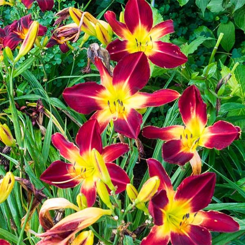 Hemerocallis Ruby Spider - Taglilie (Blüte)