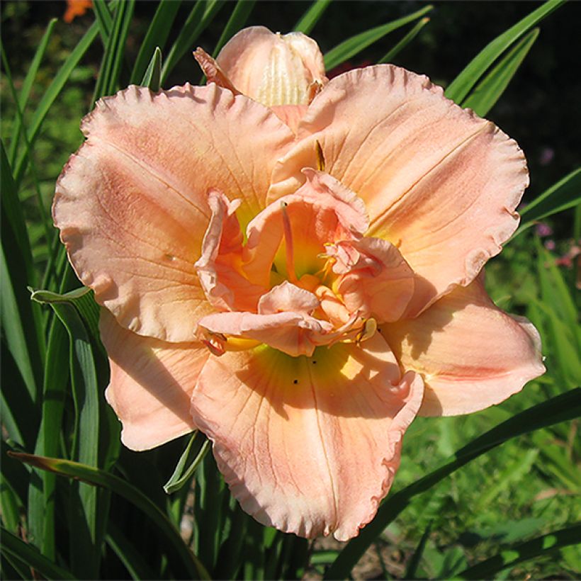 Hemerocallis Siloam Double Classic - Taglilie (Flowering)