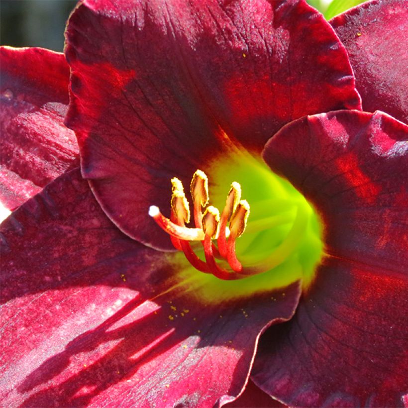 Hemerocallis Vintage Bordeaux - Taglilie (Blüte)