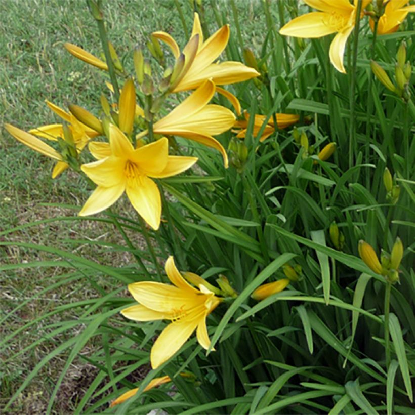 Hemerocallis citrina - Taglilie (Blüte)